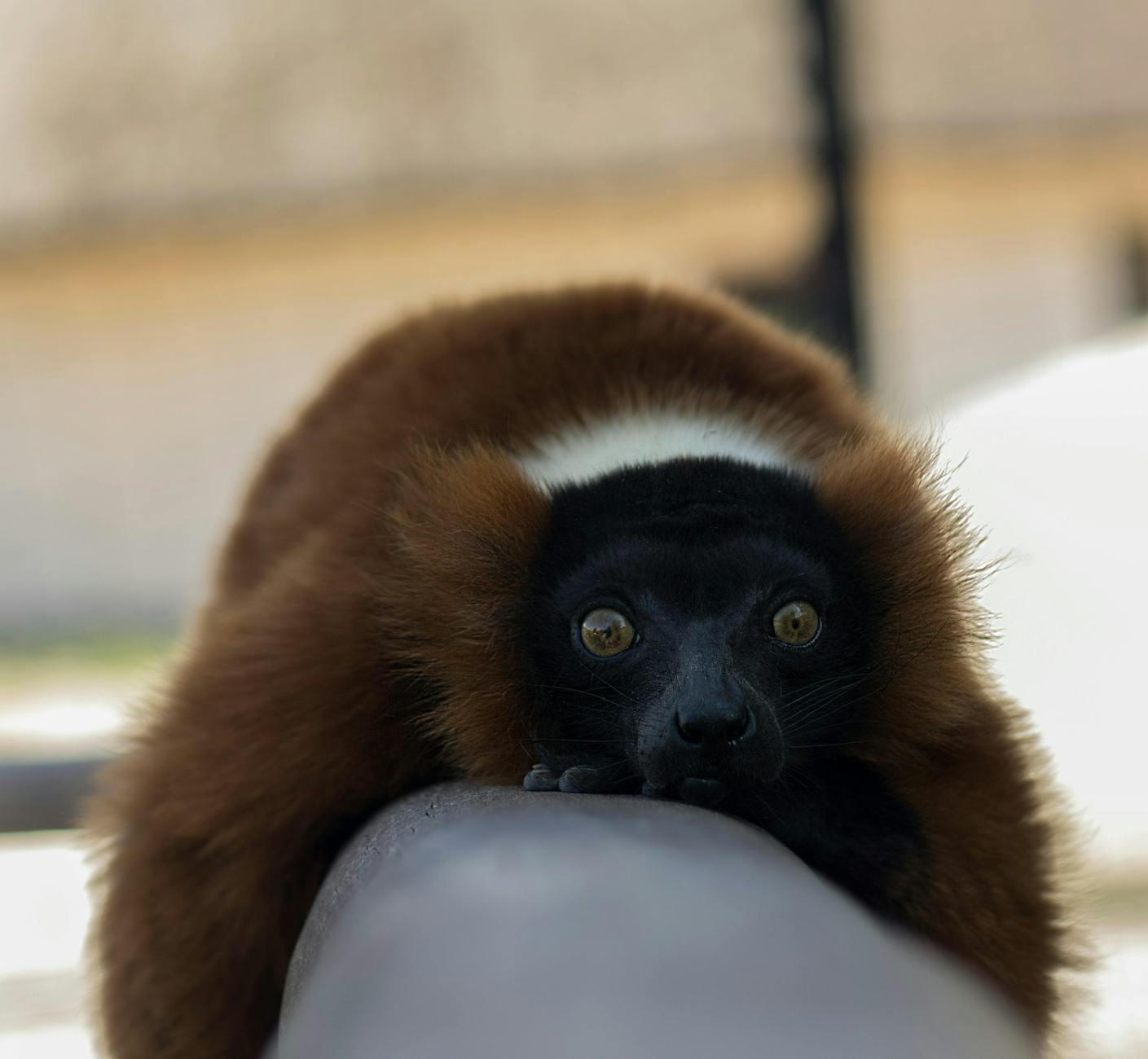 Wildlife-Only Madagascar Itinerary: 7 Parks in 14 Days 2026 — Madagascar