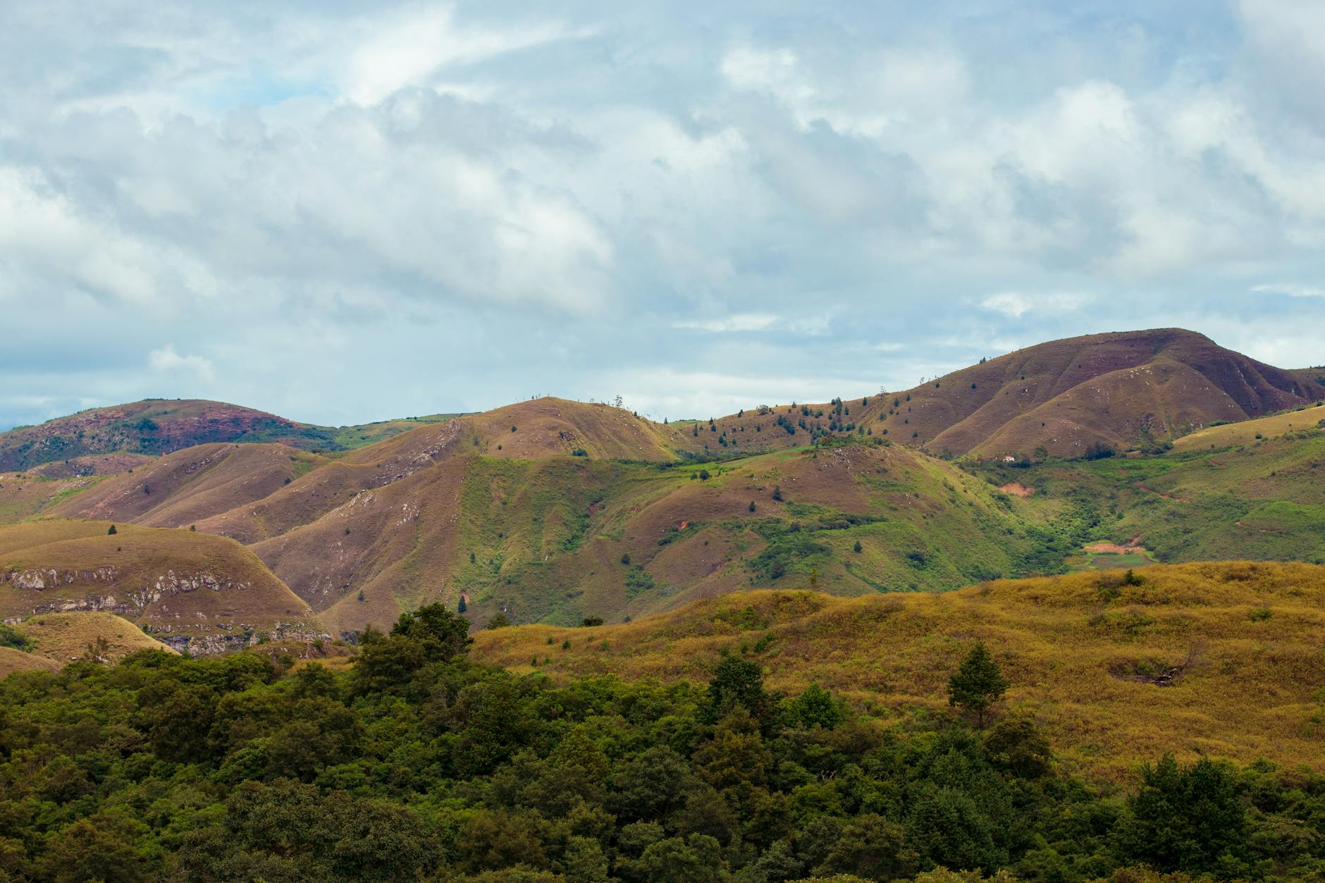 Zebu Cattle Culture in Madagascar: Why Cows Are Sacred Here — Madagascar