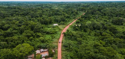 Andasibe-Mantadia Birding 2026: Complete Guide to Madagascar's Most Accessible Rainforest Birding — Madagascar
