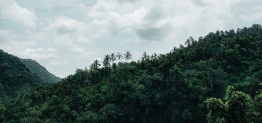 Andasibe vs Ranomafana 2026: Which Madagascar Rainforest Park Is Right for You? — Madagascar