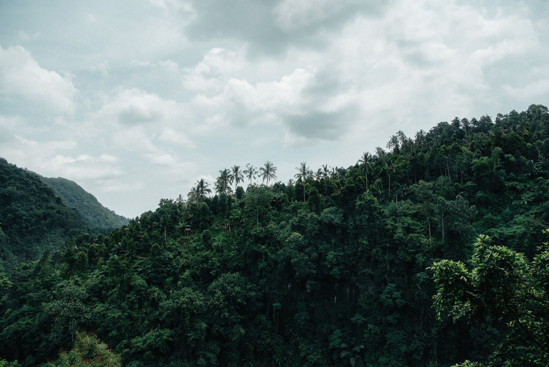 Andasibe vs Ranomafana 2026: Which Madagascar Rainforest Park Is Right for You? — Madagascar