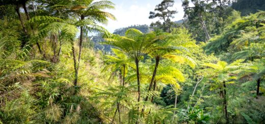 Anja Reserve Trip Cost 2026: Entry Fees, Guides & Budget Breakdown — Madagascar