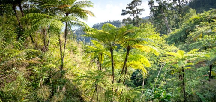 Anja Reserve Trip Cost 2026: Entry Fees, Guides & Budget Breakdown — Madagascar