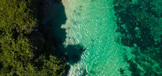Madagascar - August in Madagascar: Wildlife, Whale Season and Weather Guide