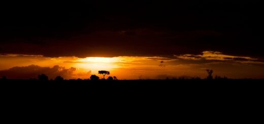 Baobabs of Madagascar 2026: The Complete Guide to Species, Where & When to See Them — Madagascar