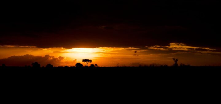Baobabs of Madagascar 2026: The Complete Guide to Species, Where & When to See Them — Madagascar