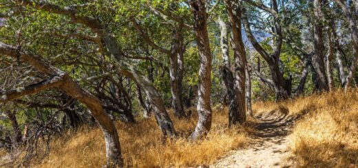 Ankarana National Park 2026: The Complete Guide to Tsingy, Caves & Lemurs — Madagascar