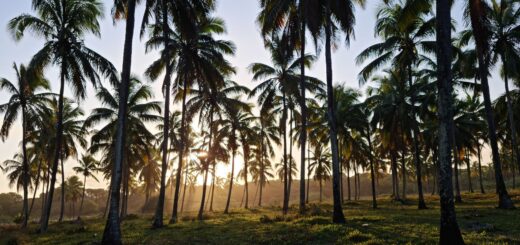 Madagascar Itineraries 2026: How to Plan the Perfect Route — Madagascar