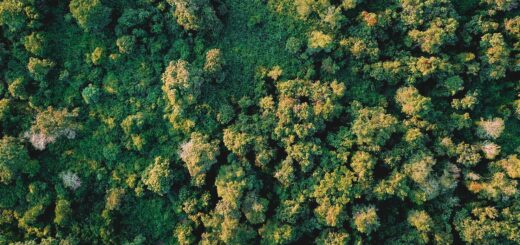 Best Madagascar National Parks & Reserves 2026: The Complete Guide — Madagascar