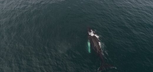 Best Madagascar Whale Watching & Marine Mammals 2026: Humpbacks, Sainte-Marie & Complete Guide — Madagascar