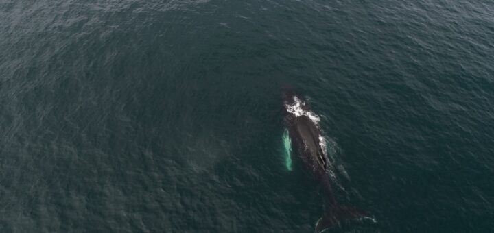 Best Madagascar Whale Watching & Marine Mammals 2026: Humpbacks, Sainte-Marie & Complete Guide — Madagascar