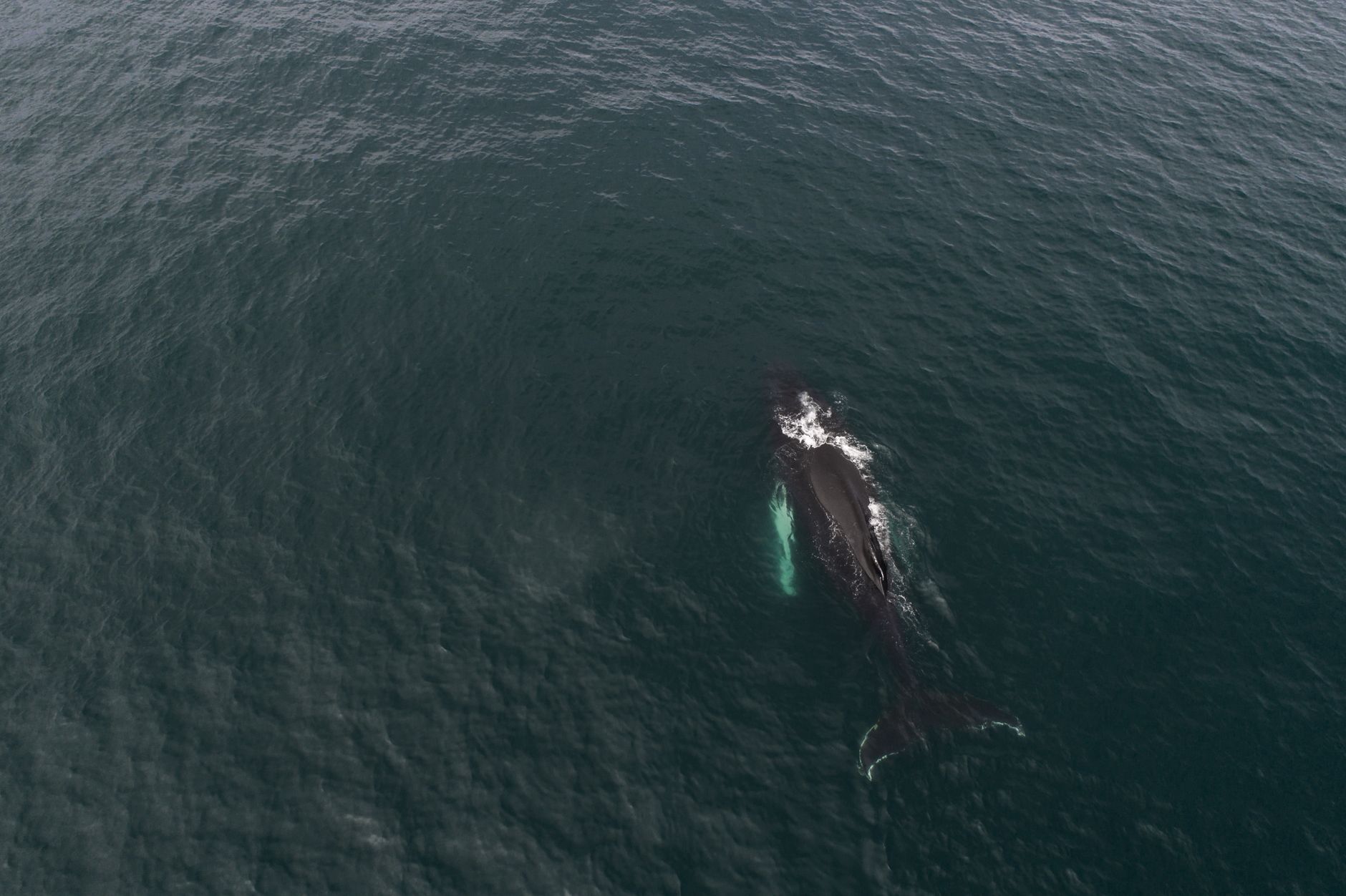 Best Madagascar Whale Watching & Marine Mammals 2026: Humpbacks, Sainte-Marie & Complete Guide — Madagascar
