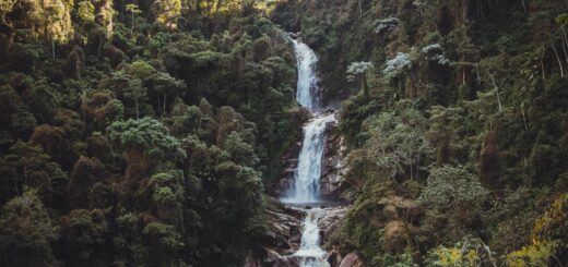 Ranomafana National Park 2026: The Complete Guide to Madagascar's Rainforest Jewel — Madagascar
