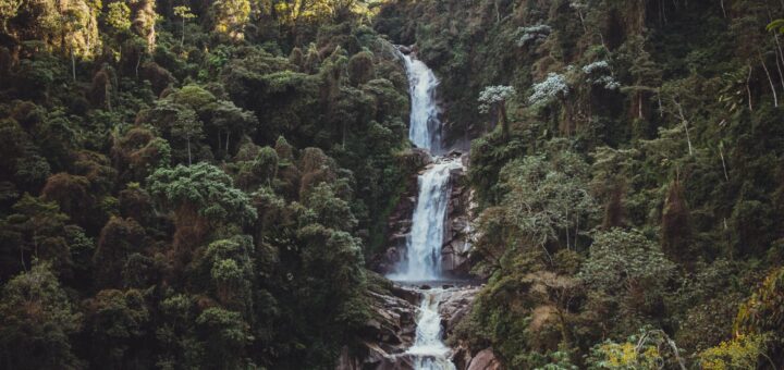 Ranomafana National Park 2026: The Complete Guide to Madagascar's Rainforest Jewel — Madagascar