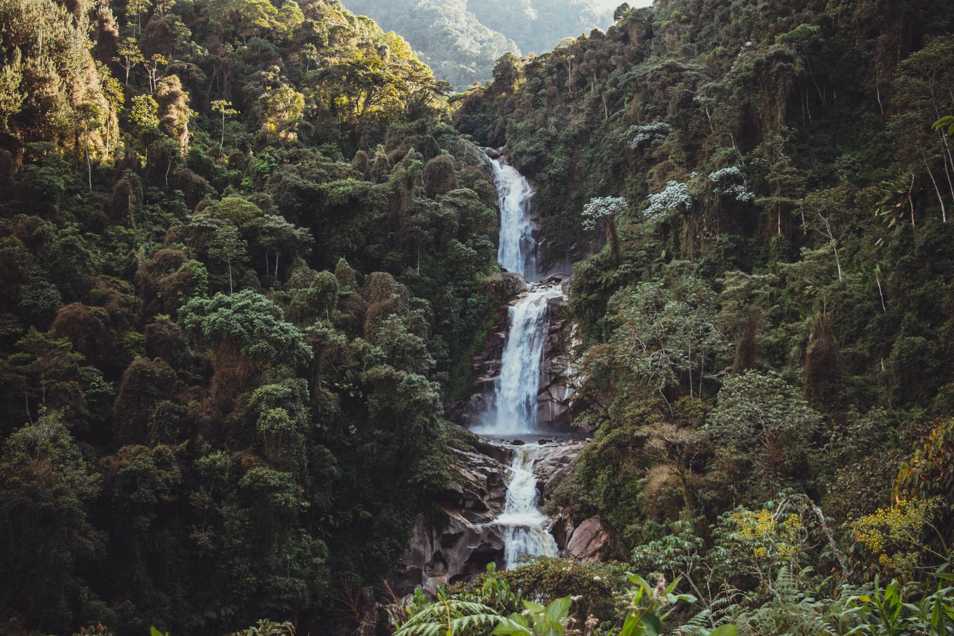 Ranomafana National Park 2026: The Complete Guide to Madagascar's Rainforest Jewel — Madagascar