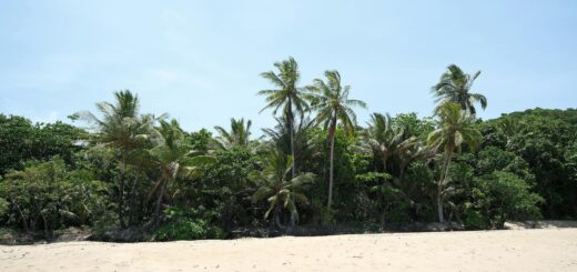 Madagascar - Best Restaurants in Nosy Be: Seafood, Location and Price Guide 2026