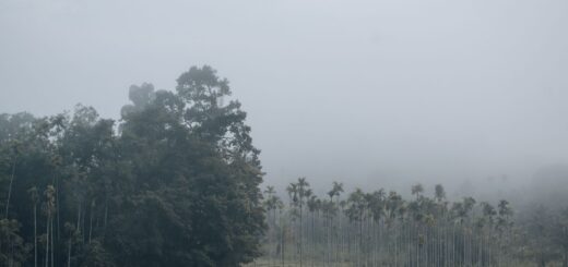Best of Southern Madagascar & the RN7 2026: Antsirabe, Ranomafana, Anja & Isalo — Madagascar