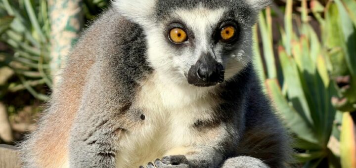 Madagascar - Camera Gear for Madagascar: What Survives Heat, Humidity and Jungle Conditions