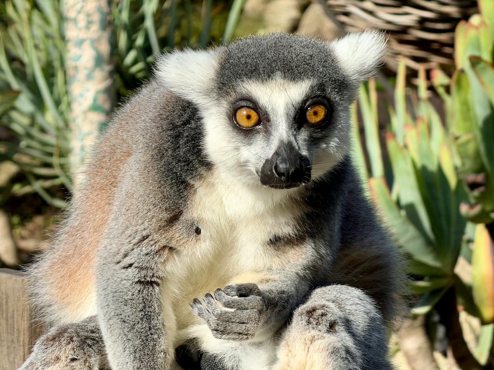 Camera Gear for Madagascar: What Survives Heat, Humidity and Jungle Conditions — Madagascar