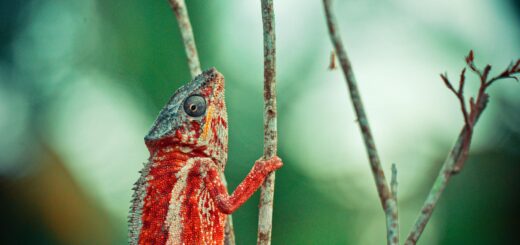 Madagascar - Dangerous Wildlife in Madagascar: Snakes, Spiders and What's Actually Venomous 2026