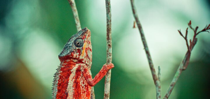 Madagascar - Dangerous Wildlife in Madagascar: Snakes, Spiders and What's Actually Venomous 2026