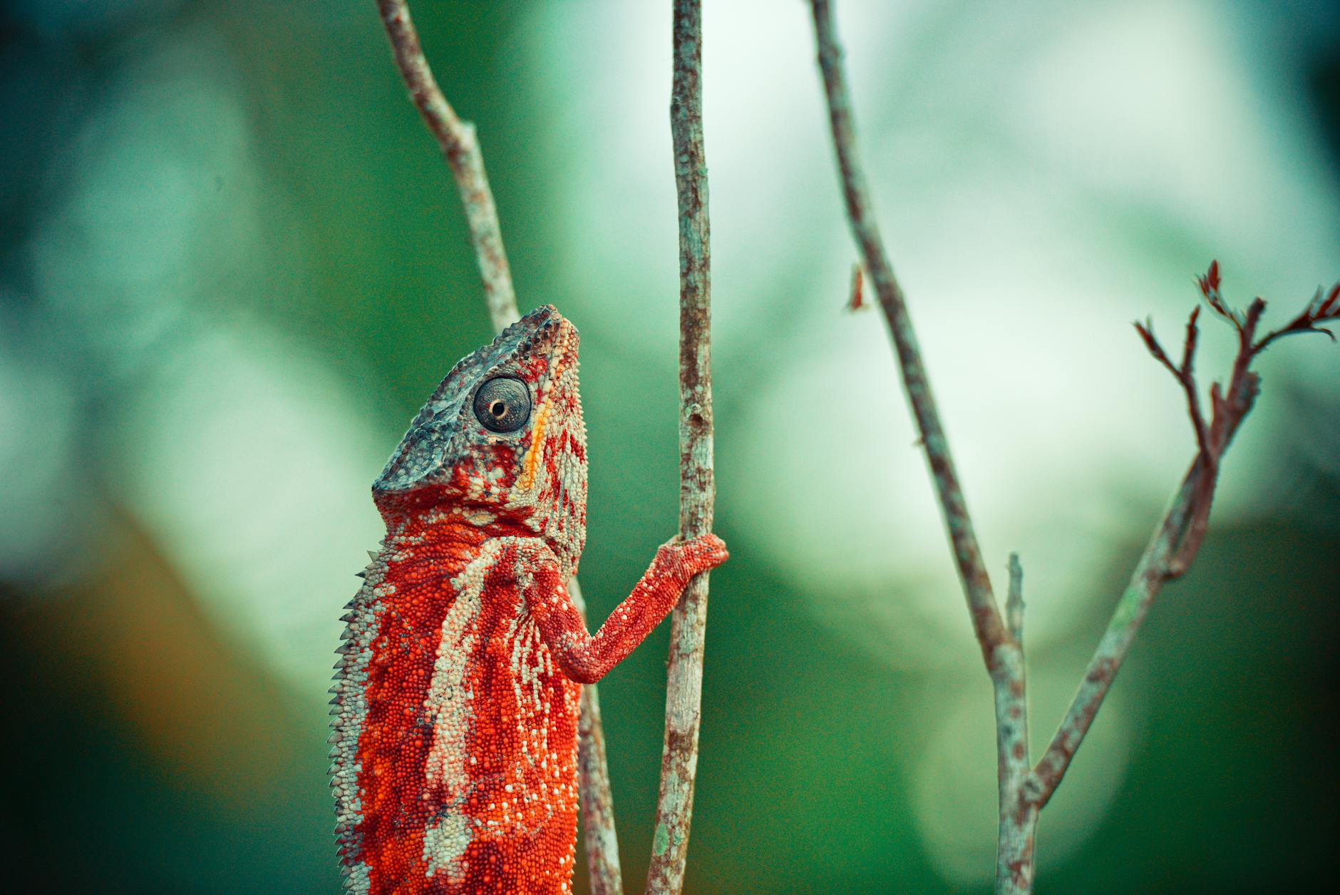 Dangerous Wildlife in Madagascar: Snakes, Spiders and What's Actually Venomous 2026 — Madagascar