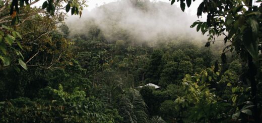 How to Choose the Right Madagascar Tour 2026: Match the Trip to What You Want — Madagascar