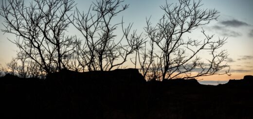 Madagascar Baobab Trip Cost 2026: What It Really Costs to See the Avenue & Beyond — Madagascar