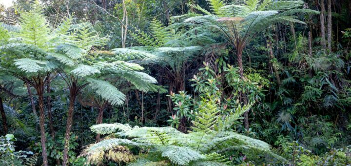 Madagascar Family Tour Packages 2026: Wildlife-and-Beach Trips, Itineraries & How to Choose — Madagascar
