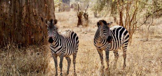 Madagascar - Madagascar for Photographers: 10-Day Location Scouting Route 2026