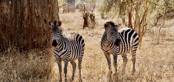 Madagascar - Madagascar for Photographers: 10-Day Location Scouting Route 2026