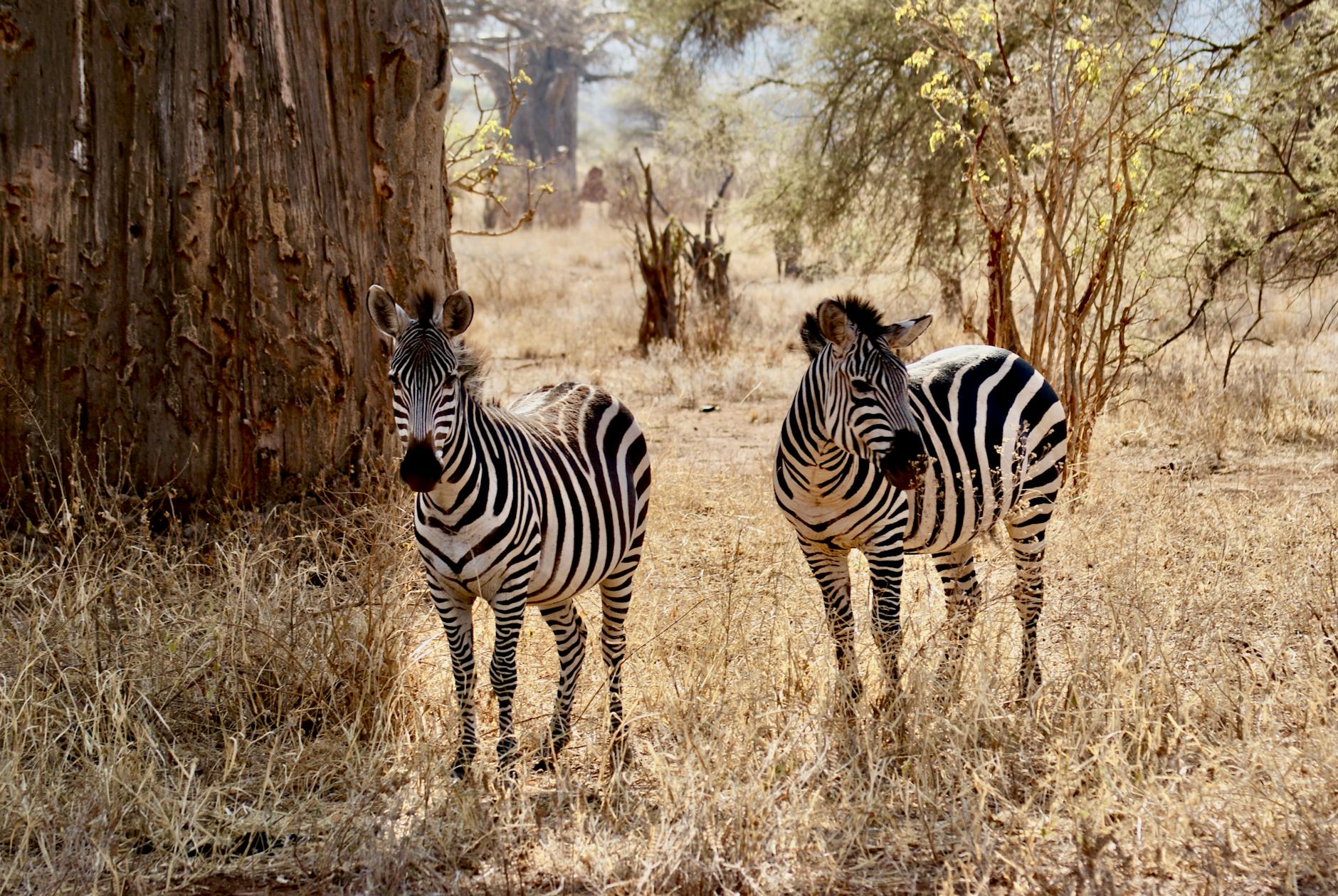 Madagascar for Photographers: 10-Day Location Scouting Route 2026 — Madagascar