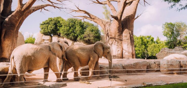 Madagascar - Madagascar for Short Stays: Best 5-Day Route if Time Is Limited 2026