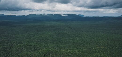 Madagascar Frog Tour Cost 2026: What a Rainforest Amphibian Trip Really Costs — Madagascar