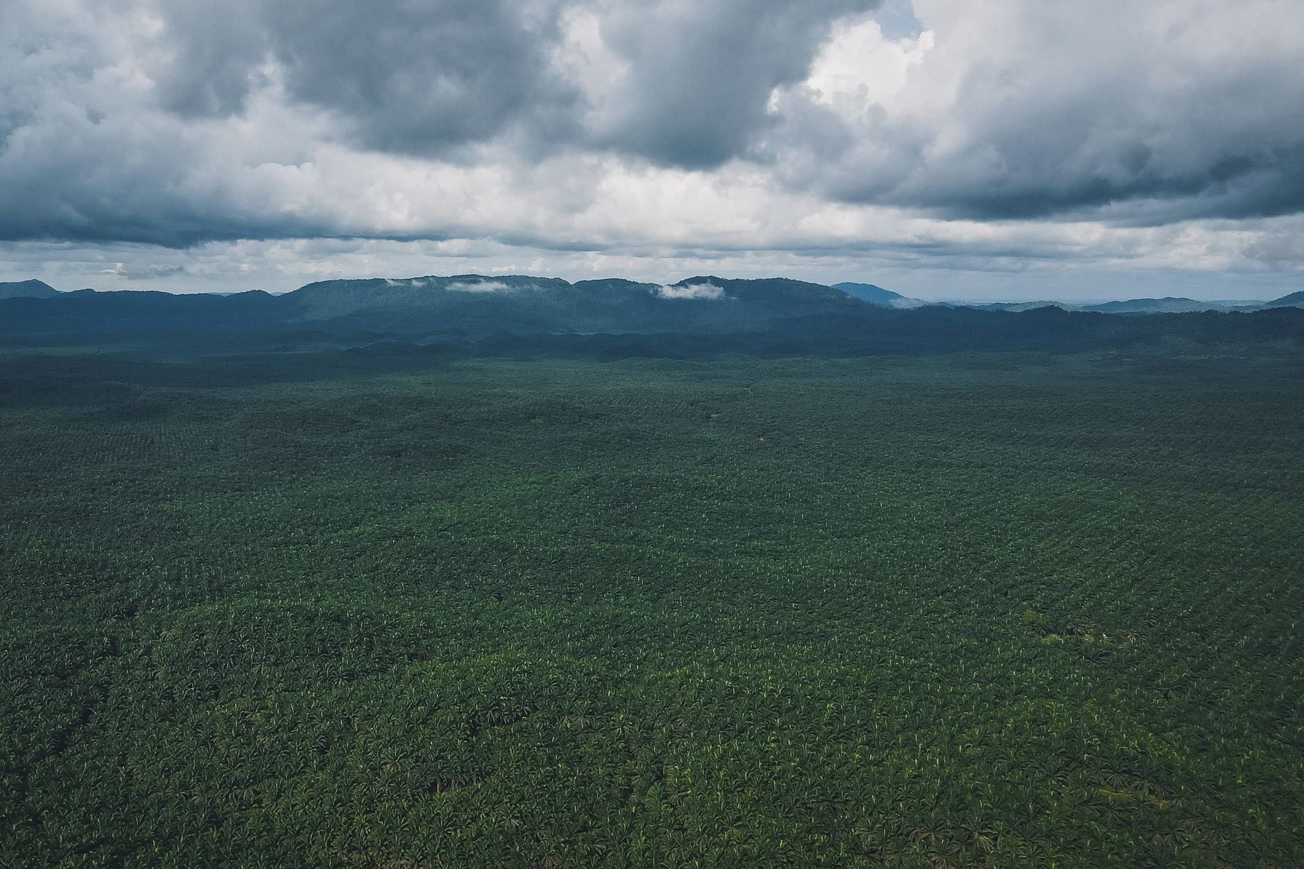 Madagascar Frog Tour Cost 2026: What a Rainforest Amphibian Trip Really Costs — Madagascar