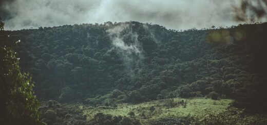 Madagascar Frog & Amphibian Tour Packages 2026: Rainforest Night-Walk Trips — Madagascar