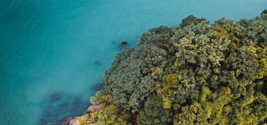 Madagascar Lemur Tour Cost 2026: Budget for a Short Trip to a Full Lemur Safari — Madagascar