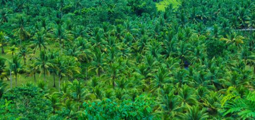 Madagascar Lemur Tour Packages 2026: From a Short Indri Trip to a Full Lemur Safari — Madagascar