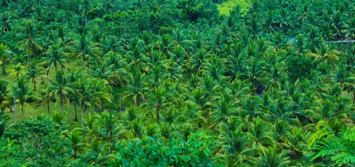 Madagascar Lemur Tour Packages 2026: From a Short Indri Trip to a Full Lemur Safari — Madagascar
