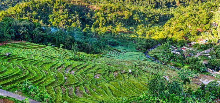 Madagascar National Park Trip Cost 2026: Full Budget Breakdown by Tier — Madagascar