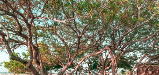 Madagascar Photography Tour Cost 2026: What a Photo Trip Really Costs — Madagascar