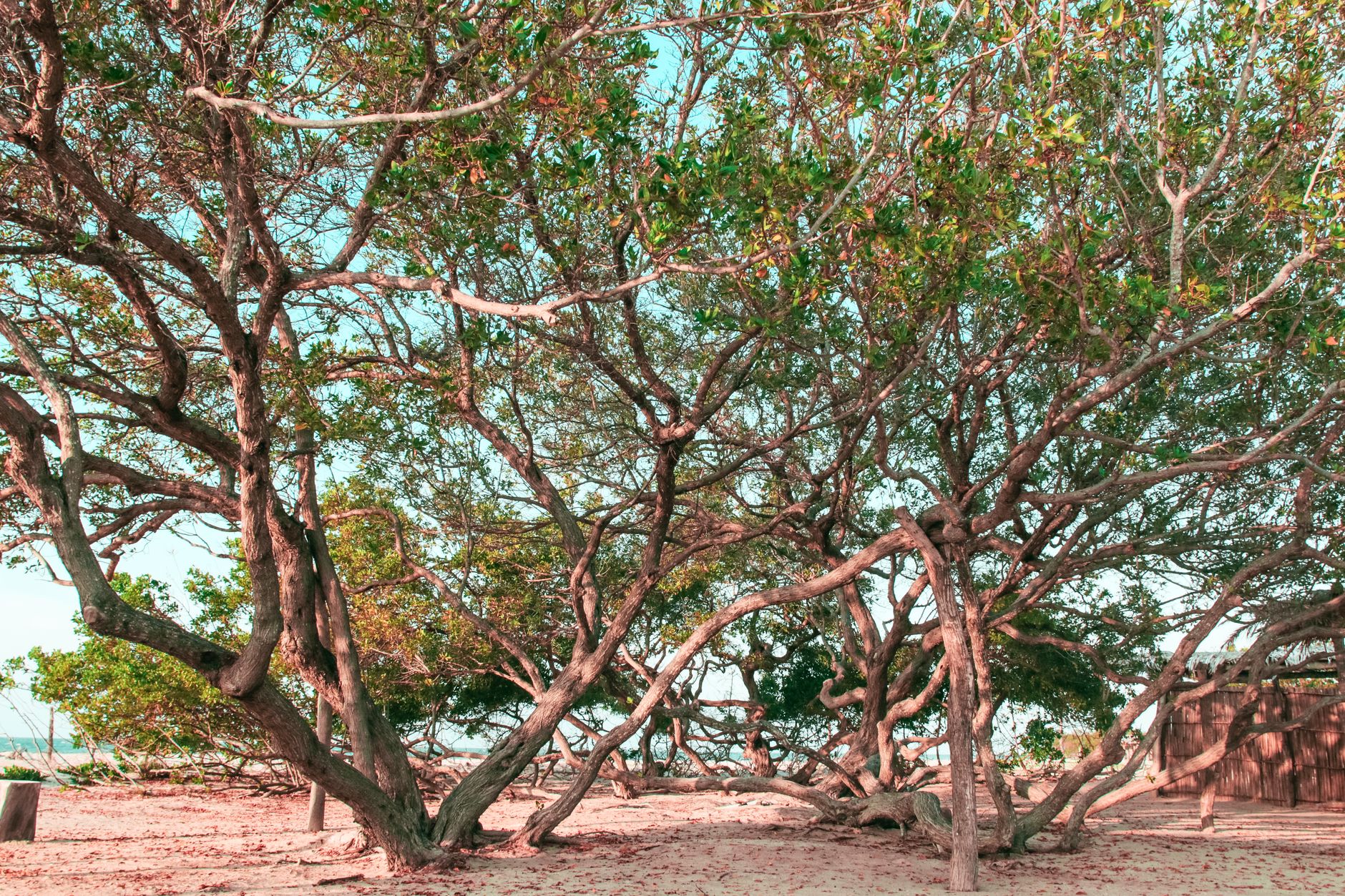 Madagascar Photography Tour Cost 2026: What a Photo Trip Really Costs — Madagascar