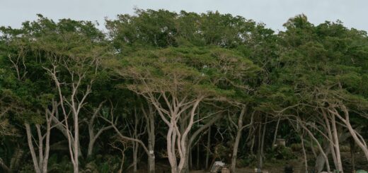 Madagascar Car & Driver Hire 2026: Why a Private Driver-Guide Is the Best Way to Get Around — Madagascar