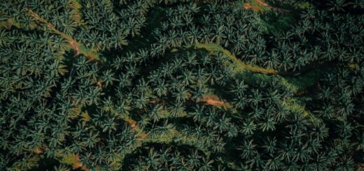 Madagascar Reptile Tour Packages 2026: Chameleon & Herping Trips Compared — Madagascar