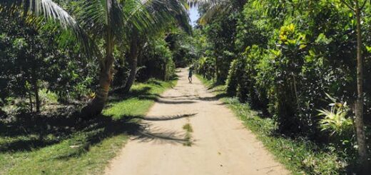 Sunny rural path lined with palm trees in Madagascar — symbolizing travel preparation for visitors with diabetes