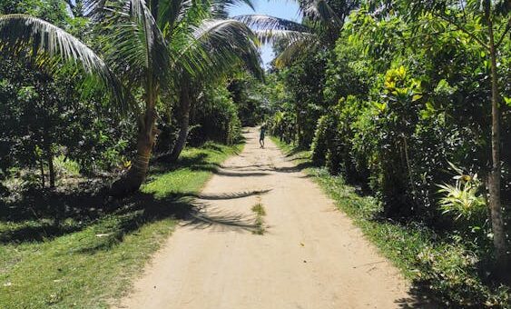 Sunny rural path lined with palm trees in Madagascar — symbolizing travel preparation for visitors with diabetes