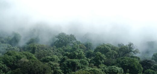Madagascar Safari Tour Packages 2026: Types, What's Included & How to Choose — Madagascar