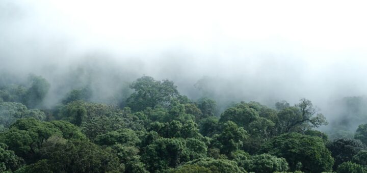 Madagascar Safari Tour Packages 2026: Types, What's Included & How to Choose — Madagascar