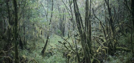 Madagascar Tortoise Tour Cost 2026: What a Southern Wildlife Trip Really Costs — Madagascar
