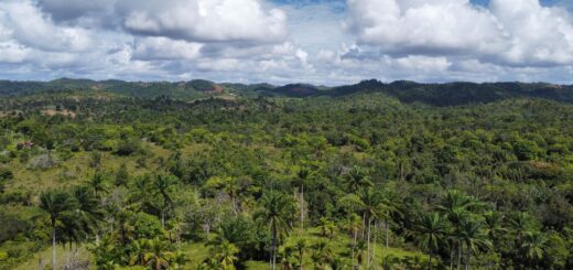 Madagascar Tortoise Tour Packages 2026: Southern Spiny-Forest Wildlife Trips — Madagascar